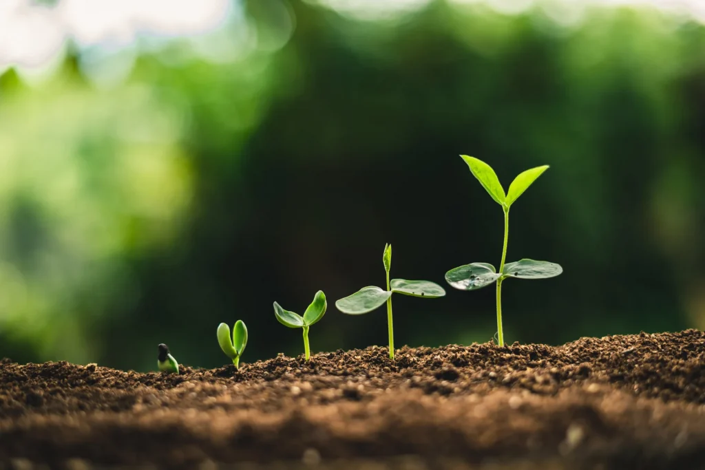 種から芽が出て成長する植物の段階。シーズとニーズの成長をイメージ。