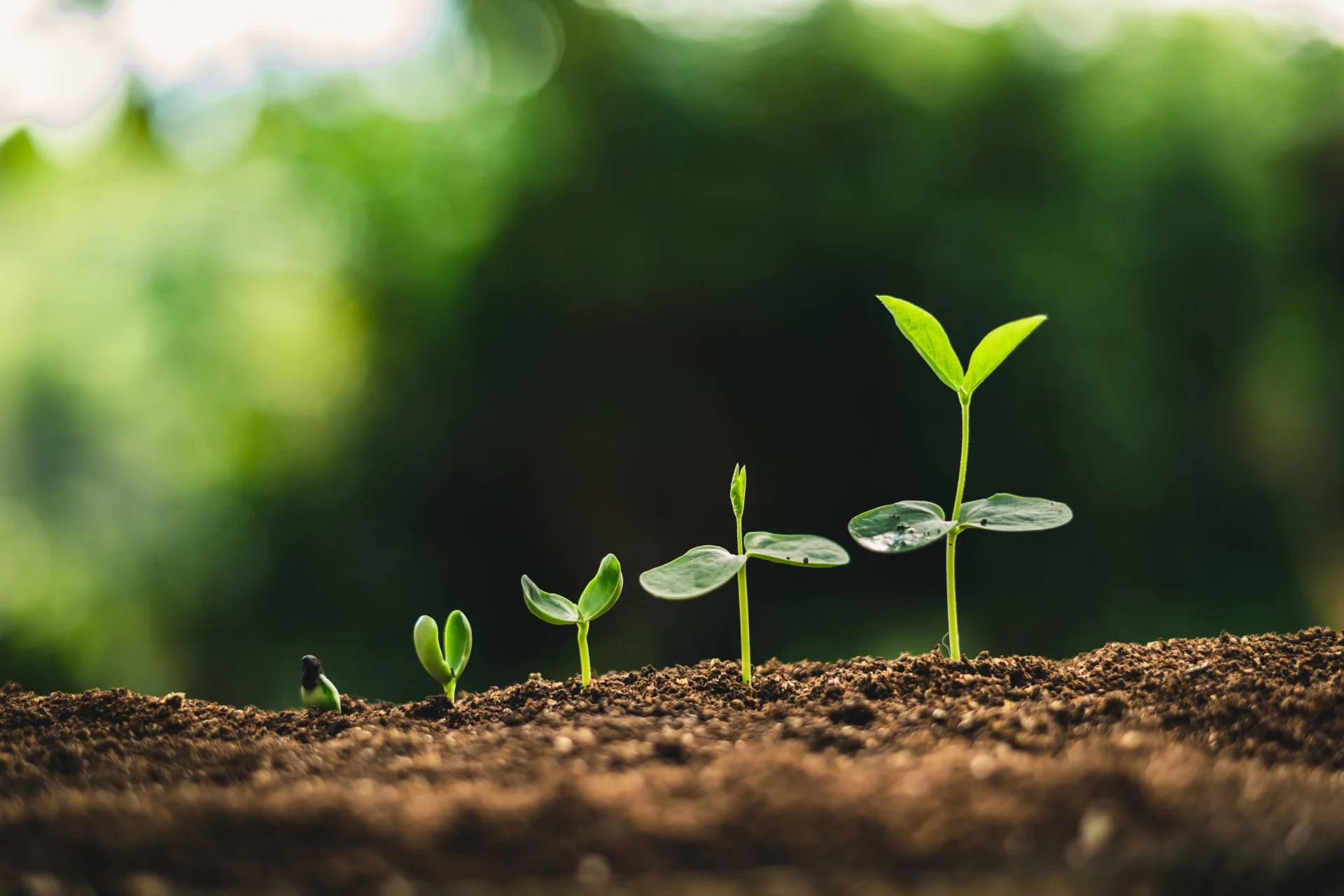 種から芽が出て成長する植物の段階。シーズとニーズの成長をイメージ。